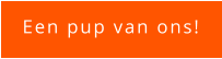 Een pup van ons!